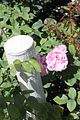 148 - Butchard Gardens  - IMG_1701